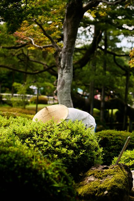 日本人の庭師が庭木の手入れをしている様子