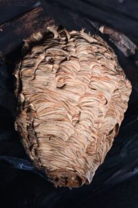 富山の住宅の軒先にできたハチ（アシナガバチ）の巣のクローズアップ